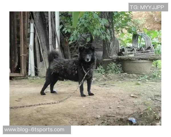 猎犬足球:探索这项运动背后的激情与团队精神 猎犬足球:探索这项运动背后的激情与团队精神